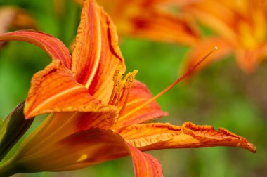 Lilium lancifolium - Çin, Japonya, Kore ve Rusya 'nın uzak doğusunda yetişiyor. Kuzey Amerika 'nın doğusunda pek çok dağınık yerde vatandaşlığa getirilen turuncu-siyah çiçeklerden oluşan süs bitkisi.