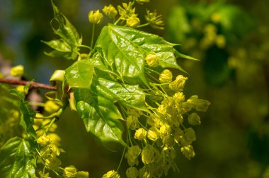 Akçaağaç çiçekleri yeşil, sarı, turuncu veya kırmızıdır. Bazı akçaağaçlar arılar için ilkbaharın başlarında polen ve nektar kaynağıdır..