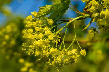 Akçaağaç çiçekleri yeşil, sarı, turuncu veya kırmızıdır. Bazı akçaağaçlar arılar için ilkbaharın başlarında polen ve nektar kaynağıdır..