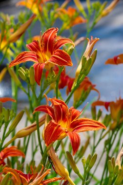 Lilium lancifolium - Çin, Japonya, Kore ve Rusya 'nın uzak doğusunda yetişiyor. Kuzey Amerika 'nın doğusunda pek çok dağınık yerde vatandaşlığa getirilen turuncu-siyah çiçeklerden oluşan süs bitkisi.