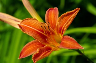 Lilium lancifolium - Çin, Japonya, Kore ve Rusya 'nın uzak doğusunda yetişiyor. Kuzey Amerika 'nın doğusunda pek çok dağınık yerde vatandaşlığa getirilen turuncu-siyah çiçeklerden oluşan süs bitkisi.
