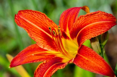 Lilium lancifolium - Çin, Japonya, Kore ve Rusya 'nın uzak doğusunda yetişiyor. Kuzey Amerika 'nın doğusunda pek çok dağınık yerde vatandaşlığa getirilen turuncu-siyah çiçeklerden oluşan süs bitkisi.
