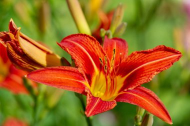 Lilium lancifolium - Çin, Japonya, Kore ve Rusya 'nın uzak doğusunda yetişiyor. Kuzey Amerika 'nın doğusunda pek çok dağınık yerde vatandaşlığa getirilen turuncu-siyah çiçeklerden oluşan süs bitkisi.