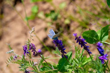 Yabani çiçek (yabani çiçek), yabani doğada yetişen, yani kasten tohum ekilmemiş veya ekilmemiş bir çiçektir..