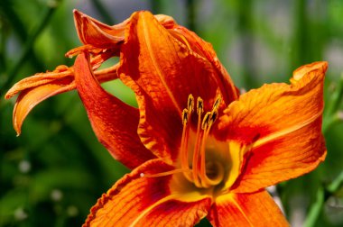 Lilium lancifolium - Çin, Japonya, Kore ve Rusya 'nın uzak doğusunda yetişiyor. Kuzey Amerika 'nın doğusunda pek çok dağınık yerde vatandaşlığa getirilen turuncu-siyah çiçeklerden oluşan süs bitkisi.