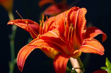 Lilium lancifolium - Çin, Japonya, Kore ve Rusya 'nın uzak doğusunda yetişiyor. Kuzey Amerika 'nın doğusunda pek çok dağınık yerde vatandaşlığa getirilen turuncu-siyah çiçeklerden oluşan süs bitkisi.
