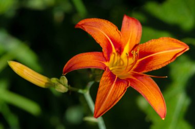 Lilium lancifolium - Çin, Japonya, Kore ve Rusya 'nın uzak doğusunda yetişiyor. Kuzey Amerika 'nın doğusunda pek çok dağınık yerde vatandaşlığa getirilen turuncu-siyah çiçeklerden oluşan süs bitkisi.