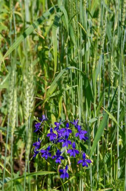 Yabani çiçek (yabani çiçek), yabani doğada yetişen, yani kasten tohum ekilmemiş veya ekilmemiş bir çiçektir..