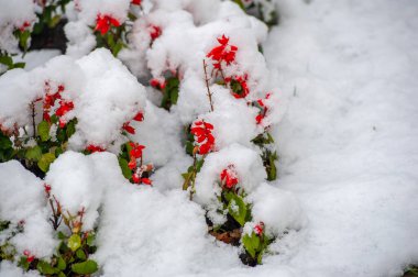 İlk kar, karla kaplı çiçekler, ılık sonbaharın sonu, buzlar gelir.