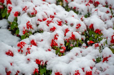 İlk kar, karla kaplı çiçekler, ılık sonbaharın sonu, buzlar gelir.