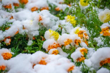 İlk kar, karla kaplı çiçekler, ılık sonbaharın sonu, buzlar gelir.