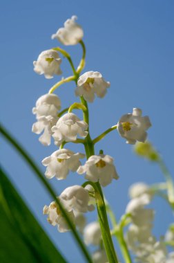 Convallaria majalis (vadideki zambak), zambak çiçeği düğünlerde kullanıldı ve çok pahalı olabilir. Uluslararası İşçi Bayramı 'nda vadi zambağı satmak Fransa' da bir gelenek haline geldi.