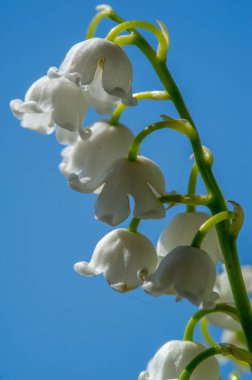 Convallaria majalis (vadideki zambak), zambak çiçeği düğünlerde kullanıldı ve çok pahalı olabilir. Uluslararası İşçi Bayramı 'nda vadi zambağı satmak Fransa' da bir gelenek haline geldi.