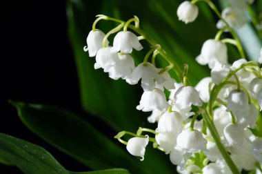 Convallaria majalis (vadideki zambak), zambak çiçeği düğünlerde kullanıldı ve çok pahalı olabilir. Uluslararası İşçi Bayramı 'nda vadi zambağı satmak Fransa' da bir gelenek haline geldi.