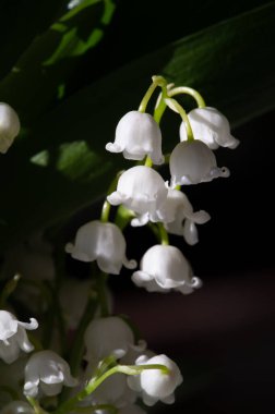 Convallaria majalis (vadideki zambak), zambak çiçeği düğünlerde kullanıldı ve çok pahalı olabilir. Uluslararası İşçi Bayramı 'nda vadi zambağı satmak Fransa' da bir gelenek haline geldi.