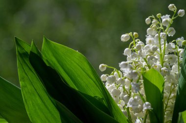 Convallaria majalis (vadideki zambak), zambak çiçeği düğünlerde kullanıldı ve çok pahalı olabilir. Uluslararası İşçi Bayramı 'nda vadi zambağı satmak Fransa' da bir gelenek haline geldi.