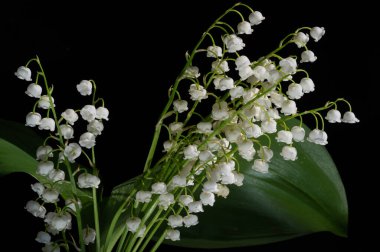 Convallaria majalis (vadideki zambak), zambak çiçeği düğünlerde kullanıldı ve çok pahalı olabilir. Uluslararası İşçi Bayramı 'nda vadi zambağı satmak Fransa' da bir gelenek haline geldi.