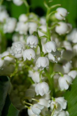 Convallaria majalis (vadideki zambak), zambak çiçeği düğünlerde kullanıldı ve çok pahalı olabilir. Uluslararası İşçi Bayramı 'nda vadi zambağı satmak Fransa' da bir gelenek haline geldi.