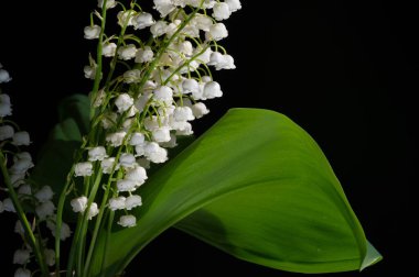 Convallaria majalis (vadideki zambak), zambak çiçeği düğünlerde kullanıldı ve çok pahalı olabilir. Uluslararası İşçi Bayramı 'nda vadi zambağı satmak Fransa' da bir gelenek haline geldi.