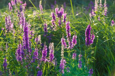 Orchis, orkide familyasından Avrupa ve Kuzeybatı Afrika 'da ve Tibet Moğolistan ve Xinjiang' a kadar uzanan bir cinstir.