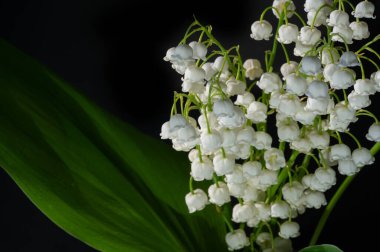 Convallaria majalis (vadideki zambak), zambak çiçeği düğünlerde kullanıldı ve çok pahalı olabilir. Uluslararası İşçi Bayramı 'nda vadi zambağı satmak Fransa' da bir gelenek haline geldi.