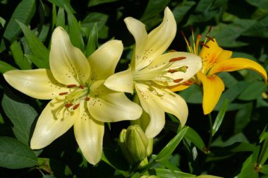 Lilium sevdiklerine duyduğun sevgi, coşku ve sevgiyi temsil ederken, turuncu zambaklar mutluluk ve sıcaklığı simgeliyor. Lilium longiflorum, Paskalya zambağı, Paskalya 'nın bir sembolüdür.