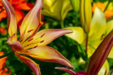 Lilium sevdiklerine duyduğun sevgi, coşku ve sevgiyi temsil ederken, turuncu zambaklar mutluluk ve sıcaklığı simgeliyor. Lilium longiflorum, Paskalya zambağı, Paskalya 'nın bir sembolüdür.