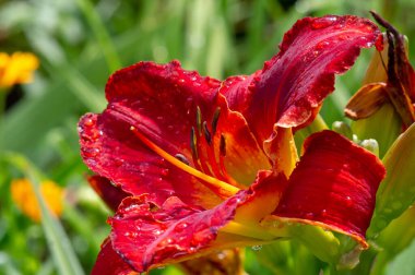 Lilium sevdiklerine duyduğun sevgi, coşku ve sevgiyi temsil ederken, turuncu zambaklar mutluluk ve sıcaklığı simgeliyor. Lilium longiflorum, Paskalya zambağı, Paskalya 'nın bir sembolüdür.