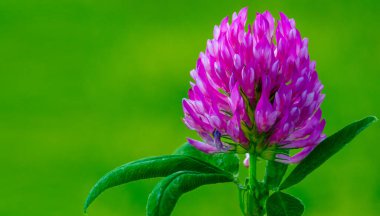 Birçok türün yonca veya yoncaları Güney Amerika ve Afrika 'da bulunur, başları veya kalın sivri uçlu küçük kırmızı, mor, beyaz veya sarı yonca veya Calvary yoncaları.