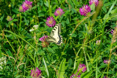 Birçok türün yonca veya yoncaları Güney Amerika ve Afrika 'da bulunur, başları veya kalın sivri uçlu küçük kırmızı, mor, beyaz veya sarı yonca veya Calvary yoncaları.