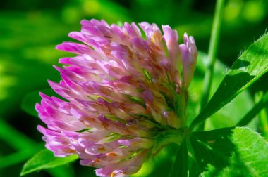 Birçok türün yonca veya yoncaları Güney Amerika ve Afrika 'da bulunur, başları veya kalın sivri uçlu küçük kırmızı, mor, beyaz veya sarı yonca veya Calvary yoncaları.