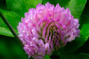 Birçok türün yonca veya yoncaları Güney Amerika ve Afrika 'da bulunur, başları veya kalın sivri uçlu küçük kırmızı, mor, beyaz veya sarı yonca veya Calvary yoncaları.