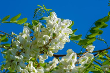 Robinia psödoacia, Robinieae kabilesine ait siyah bir çekirge. Amerika Birleşik Devletleri 'nin diğer ılıman Kuzey Amerika ve Avrupa' da vatandaşlık alan bölgelerine endemiktir., 