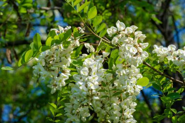 Robinia psödoacia, Robinieae kabilesine ait siyah bir çekirge. Amerika Birleşik Devletleri 'nin diğer ılıman Kuzey Amerika ve Avrupa' da vatandaşlık alan bölgelerine endemiktir., 