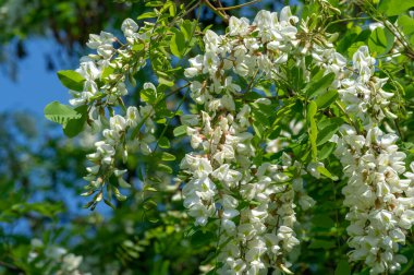 Robinia psödoacia, Robinieae kabilesine ait siyah bir çekirge. Amerika Birleşik Devletleri 'nin diğer ılıman Kuzey Amerika ve Avrupa' da vatandaşlık alan bölgelerine endemiktir., 