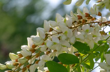 Robinia psödoacia, Robinieae kabilesine ait siyah bir çekirge. Amerika Birleşik Devletleri 'nin diğer ılıman Kuzey Amerika ve Avrupa' da vatandaşlık alan bölgelerine endemiktir., 