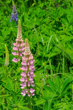 Lupinus, baklagiller (Fabaceae) familyasından bir bitki cinsidir. Amerika 'daki çeşitlilik merkezleriyle. Geniş bir besin kaynağı olarak yetiştirilmişlerdir..