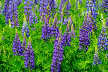 Lupinus, baklagiller (Fabaceae) familyasından bir bitki cinsidir. Amerika 'daki çeşitlilik merkezleriyle. Geniş bir besin kaynağı olarak yetiştirilmişlerdir..
