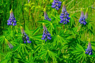 Lupinus, baklagiller (Fabaceae) familyasından bir bitki cinsidir. Amerika 'daki çeşitlilik merkezleriyle. Geniş bir besin kaynağı olarak yetiştirilmişlerdir..