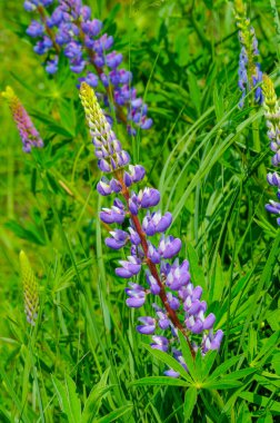 Lupinus, baklagiller (Fabaceae) familyasından bir bitki cinsidir. Amerika 'daki çeşitlilik merkezleriyle. Geniş bir besin kaynağı olarak yetiştirilmişlerdir..