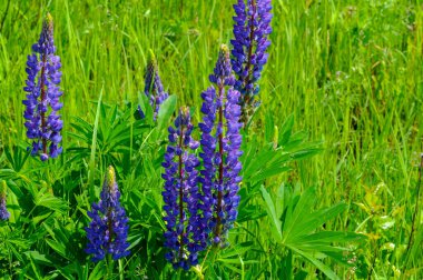 Lupinus, baklagiller (Fabaceae) familyasından bir bitki cinsidir. Amerika 'daki çeşitlilik merkezleriyle. Geniş bir besin kaynağı olarak yetiştirilmişlerdir..
