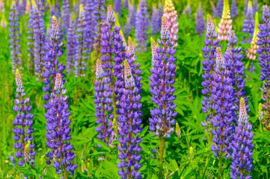 Lupinus, baklagiller (Fabaceae) familyasından bir bitki cinsidir. Amerika 'daki çeşitlilik merkezleriyle. Geniş bir besin kaynağı olarak yetiştirilmişlerdir..