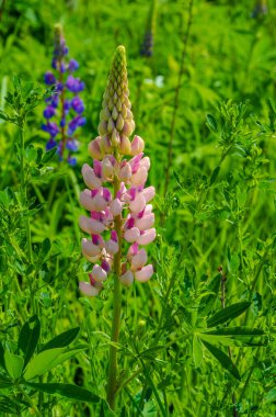 Lupinus, baklagiller (Fabaceae) familyasından bir bitki cinsidir. Amerika 'daki çeşitlilik merkezleriyle. Geniş bir besin kaynağı olarak yetiştirilmişlerdir..