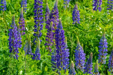 Lupinus, baklagiller (Fabaceae) familyasından bir bitki cinsidir. Amerika 'daki çeşitlilik merkezleriyle. Geniş bir besin kaynağı olarak yetiştirilmişlerdir..