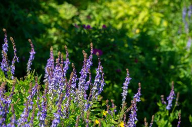 Vicia cracca (tükürük verçesi, inek vetch, kuş vetch, mavi vetch, boreal vetch), Avrupa ve Asya 'ya özgü bir vetch türüdür. Diğer kıtalarda tanıtılan türler olarak görülür.