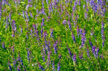 Vicia cracca (tükürük verçesi, inek vetch, kuş vetch, mavi vetch, boreal vetch), Avrupa ve Asya 'ya özgü bir vetch türüdür. Diğer kıtalarda tanıtılan türler olarak görülür.