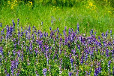 Vicia cracca (tükürük verçesi, inek vetch, kuş vetch, mavi vetch, boreal vetch), Avrupa ve Asya 'ya özgü bir vetch türüdür. Diğer kıtalarda tanıtılan türler olarak görülür.