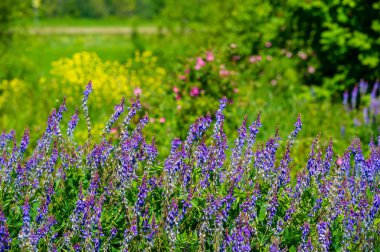 Vicia cracca (tükürük verçesi, inek vetch, kuş vetch, mavi vetch, boreal vetch), Avrupa ve Asya 'ya özgü bir vetch türüdür. Diğer kıtalarda tanıtılan türler olarak görülür.