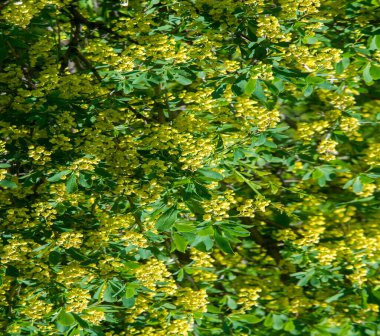 Berberis vulgaris, Berberiler (Berberis vulgaris) familyasından bir böğürtlen türü. Yenilebilir asit dutları üretiyor. Birçok ülkede meyveleri için yetiştirilir..