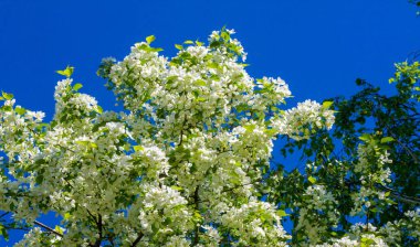 Elma Çiçekleri, Elma Çiçeği. Doğal yeşil arka planda gün ışığında. Ağaç beyazı baharda çiçek açar..